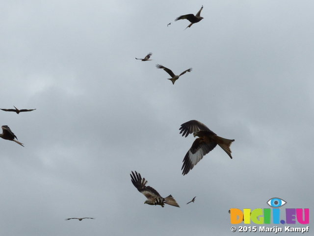 FZ015775 Red kites (Milvus milvus)